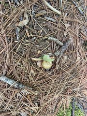 Amphibolips quercusinanis