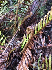 Blechnum buchtienii