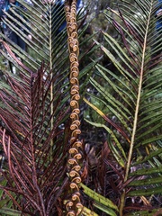 Blechnum buchtienii
