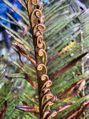 Blechnum buchtienii