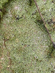 Wolffia brasiliensis