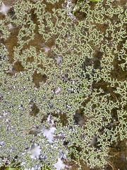 Wolffia brasiliensis