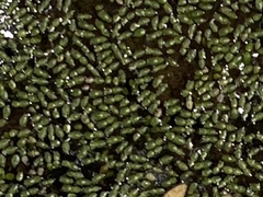 Wolffia brasiliensis