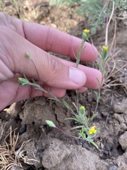 Rigiopappus leptocladus