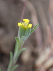 Rigiopappus leptocladus