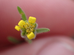 Rigiopappus leptocladus