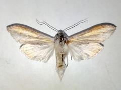 Cucullia biornata