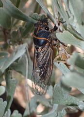 Neoplatypedia constricta