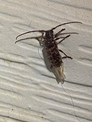 Eupogonius tomentosus