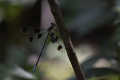 Orolestes octomaculatus