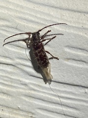 Eupogonius tomentosus