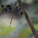Orolestes octomaculatus - Photo (c) Phan Vũ Phúc Lân, algunos derechos reservados (CC BY-NC), subido por Phan Vũ Phúc Lân