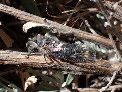 Neoplatypedia constricta