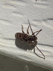 Eupogonius tomentosus