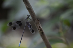 Orolestes octomaculatus