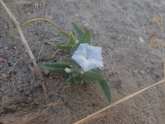 Euploca convolvulacea