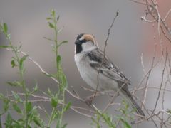 Saxaul Sparrow photo 5