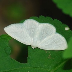 Parabapta clarissa