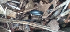 Blapstinus discolor