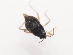 Microvelia americana