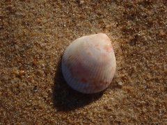 Acrosterigma kerslakae