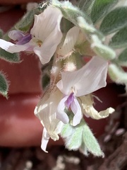 Astragalus desereticus