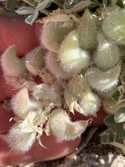 Astragalus desereticus