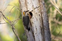 Melanerpes aurifrons