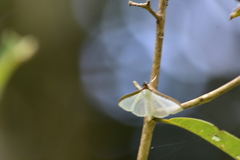 Cydalima laticostalis