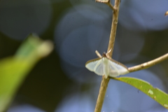 Cydalima laticostalis