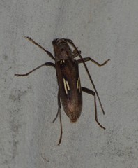 Eburia ovicollis