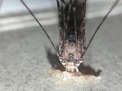 Leiobuninae