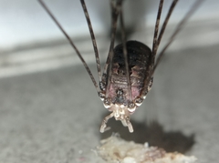 Leiobuninae
