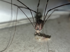 Leiobuninae