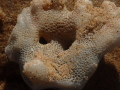 Pocillopora aliciae