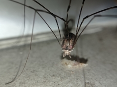 Leiobuninae