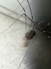Leiobuninae