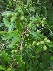 Cartrema