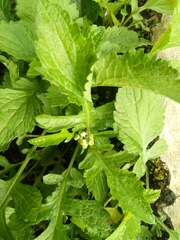 Dichrocephala integrifolia