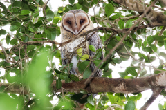 Tyto novaehollandiae