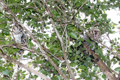 Tyto novaehollandiae