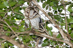 Tyto novaehollandiae