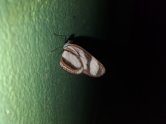 Lepidoptera