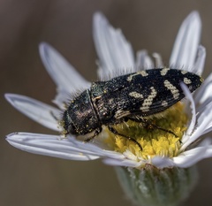 Acmaeodera idahoensis