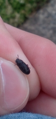 Blapstinus discolor