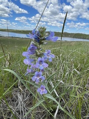 Penstemon angustifolius