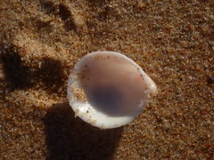 Acrosterigma kerslakae