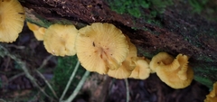 Marasmius rhyssophyllus