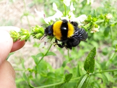 Bombus argillaceus