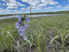Penstemon angustifolius